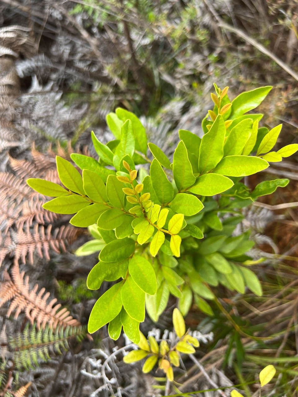 Guioa villosa 12