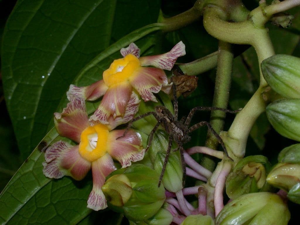 Prestonia portobellensis 10