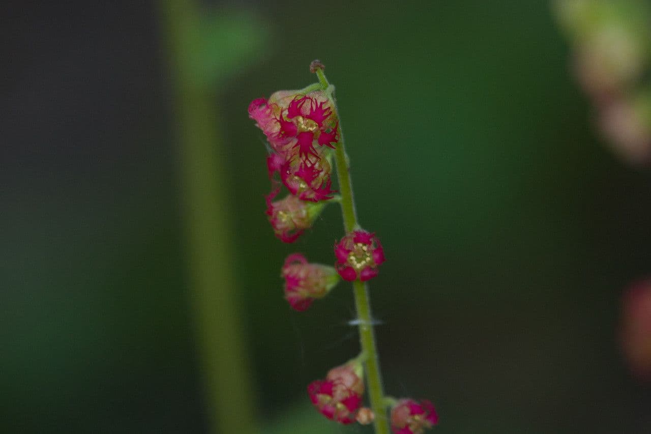 Tellima grandiflora 2
