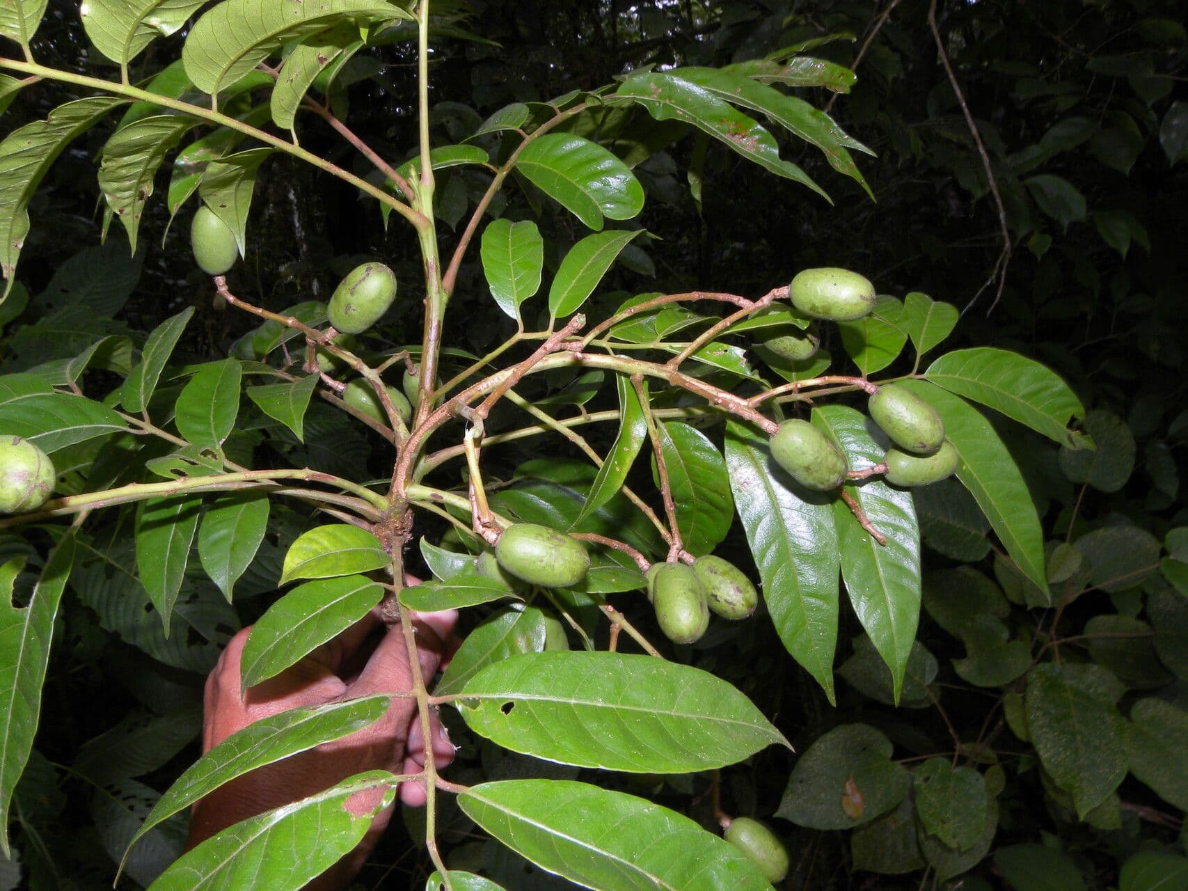 Prugna maiale