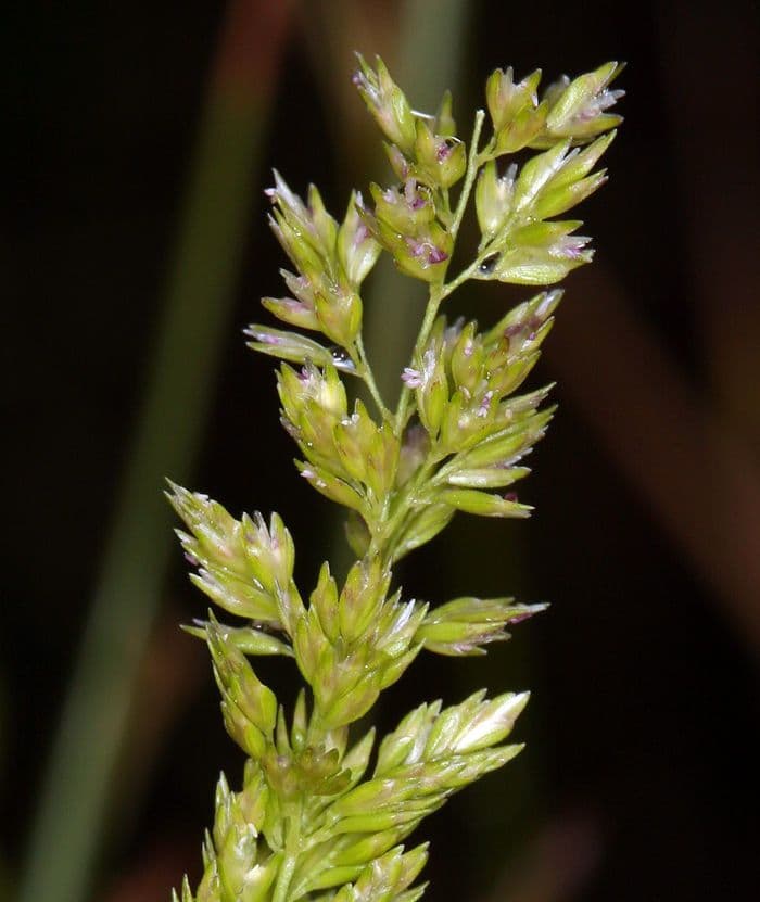 Herbe 5