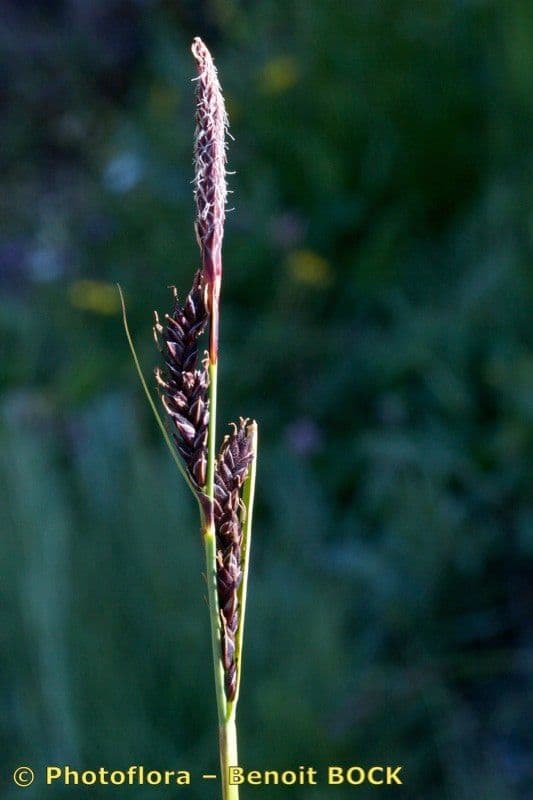 Fransensegge 18