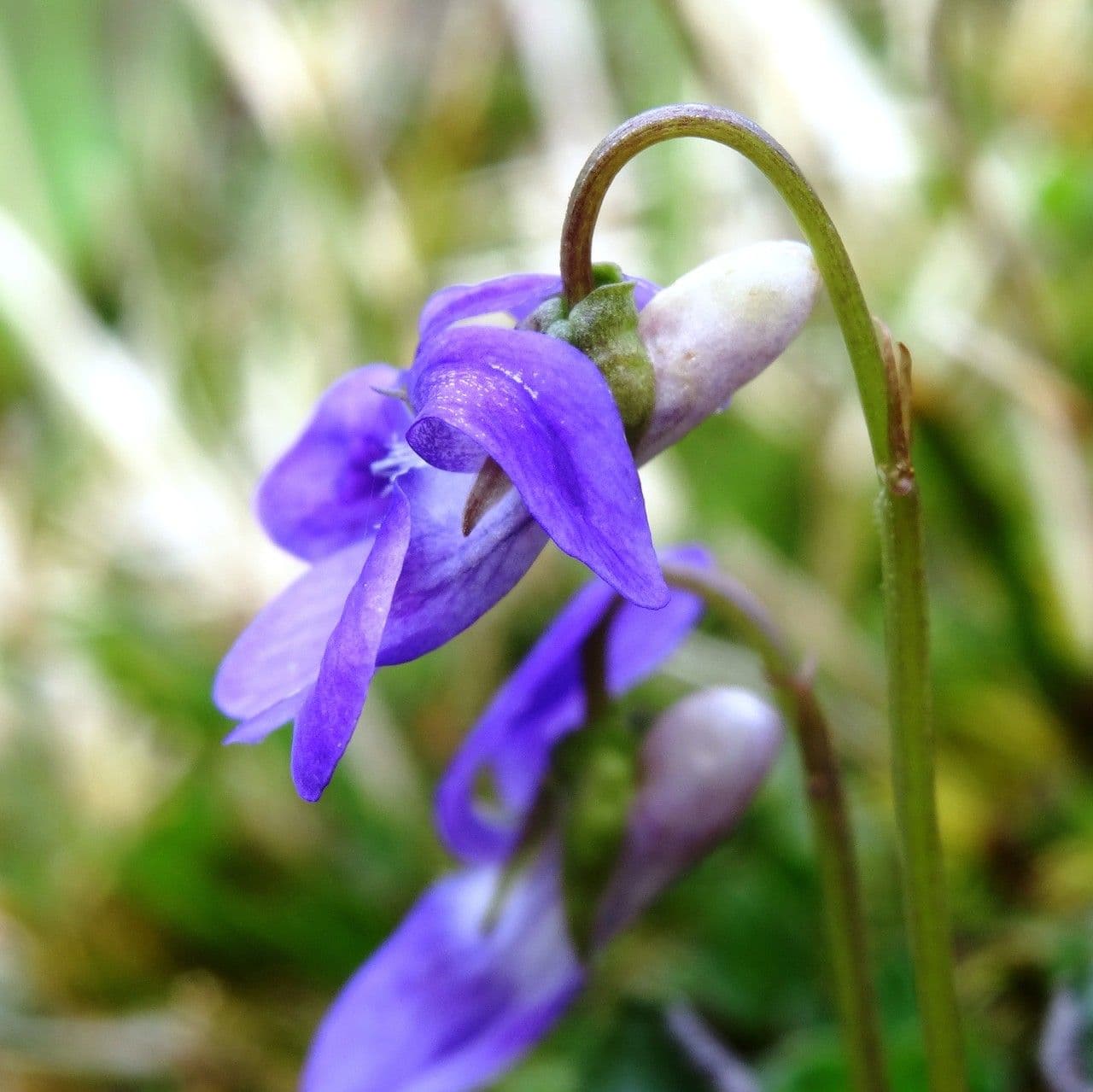 Viola pirenaica 4