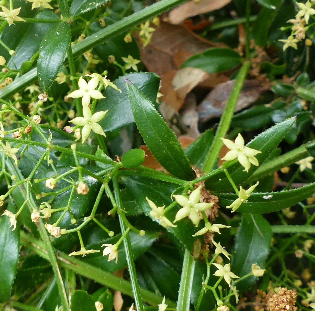 Wild madder 7