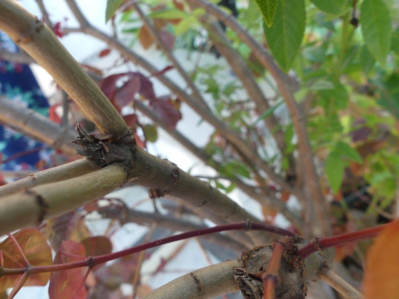 Euphorbe cotinifolia 21