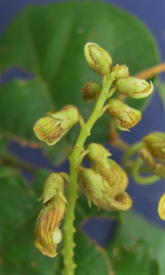 Rhynchosia 5