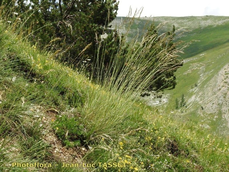 Immergrünes Bartgras 9
