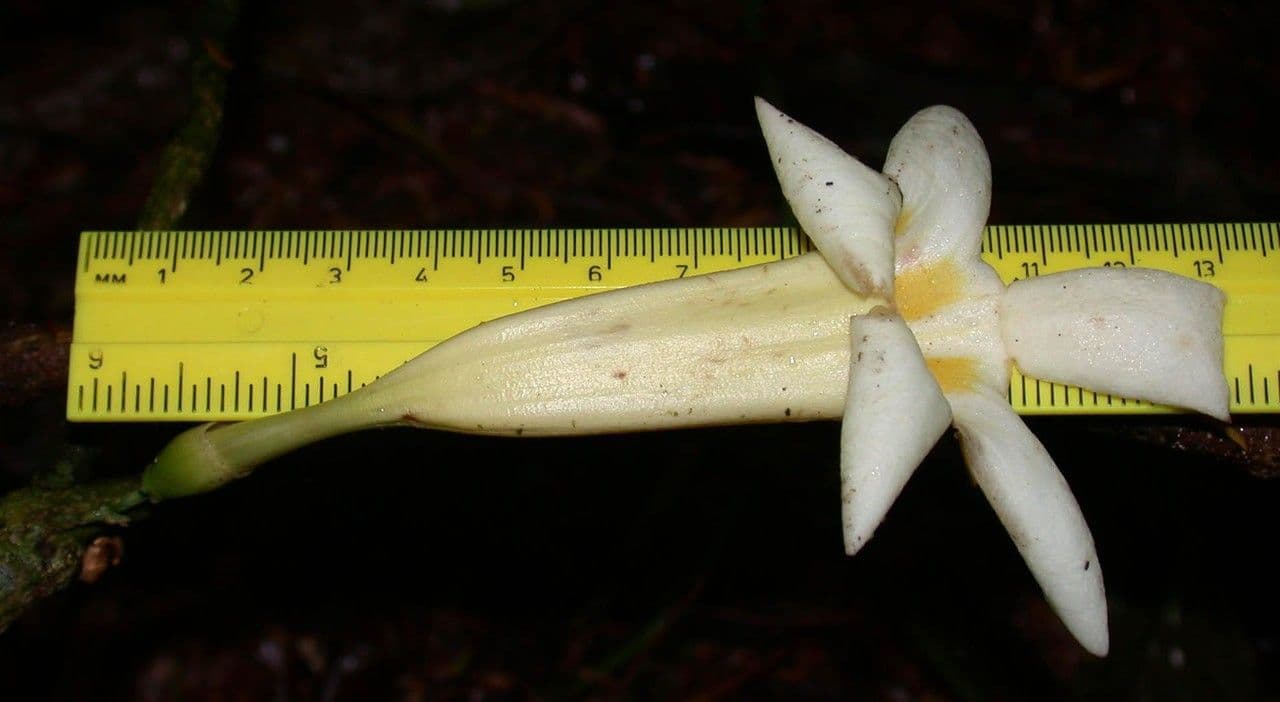 Anemopaegma 5