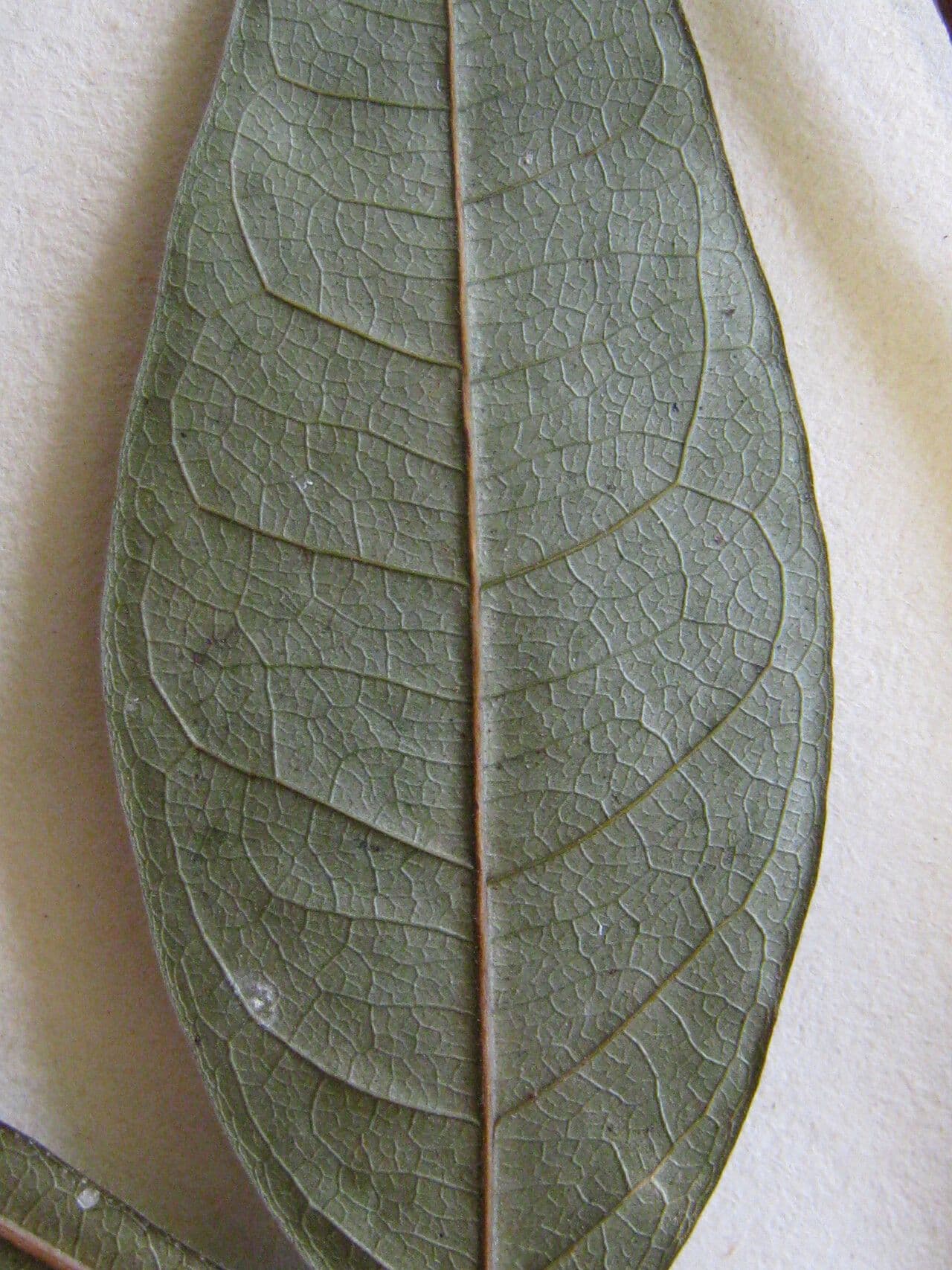 Inga 5