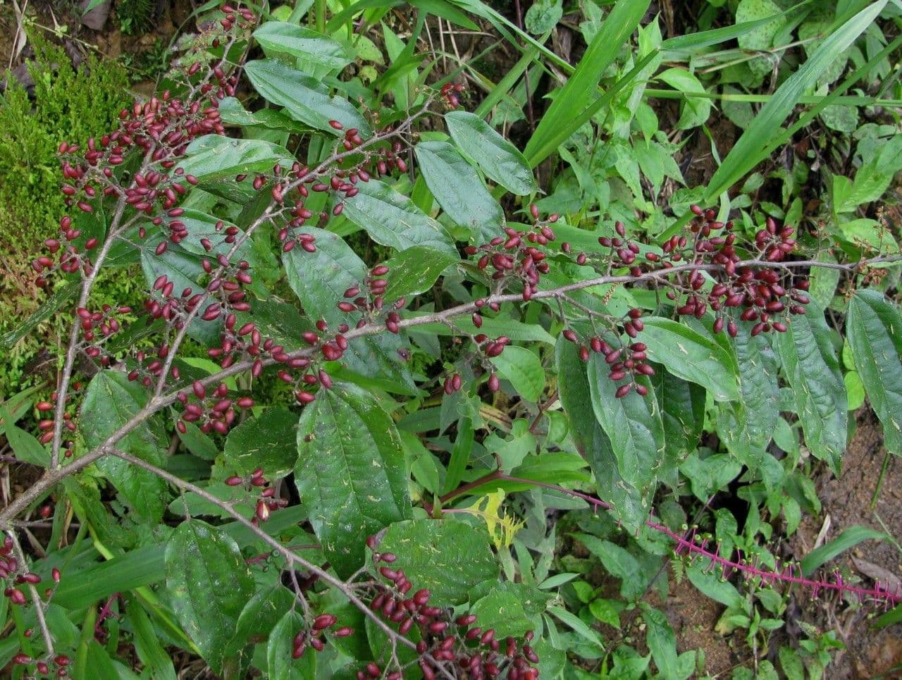 Lunania 4