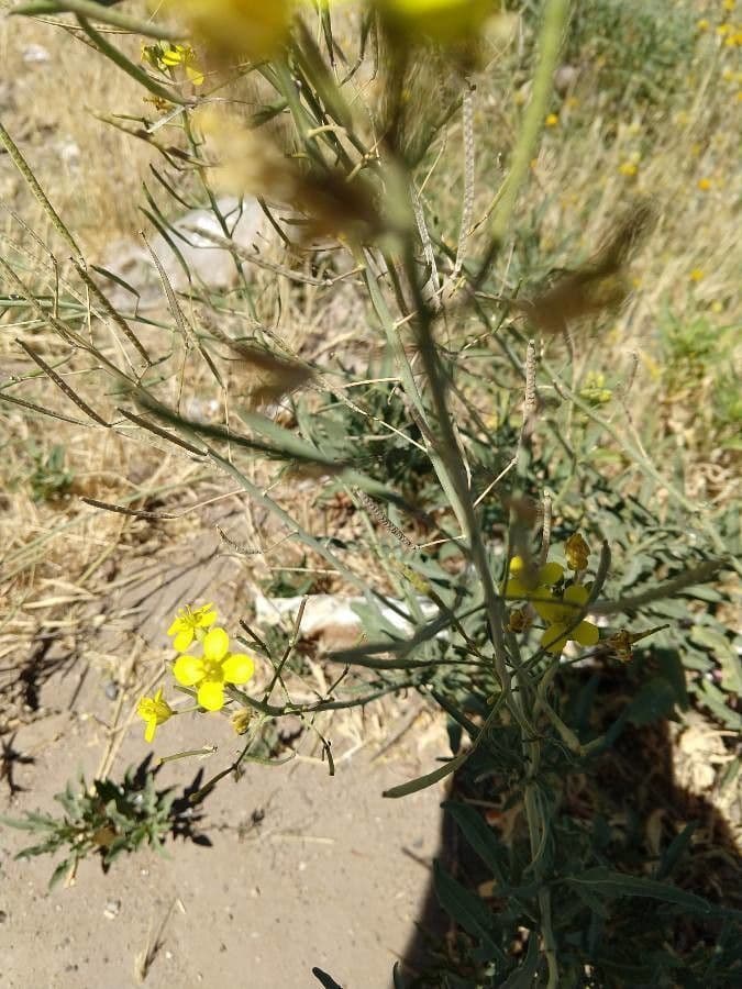 Diplotaxis à feuilles étroites 24