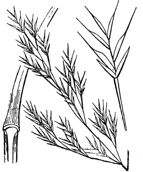 Festuca 2