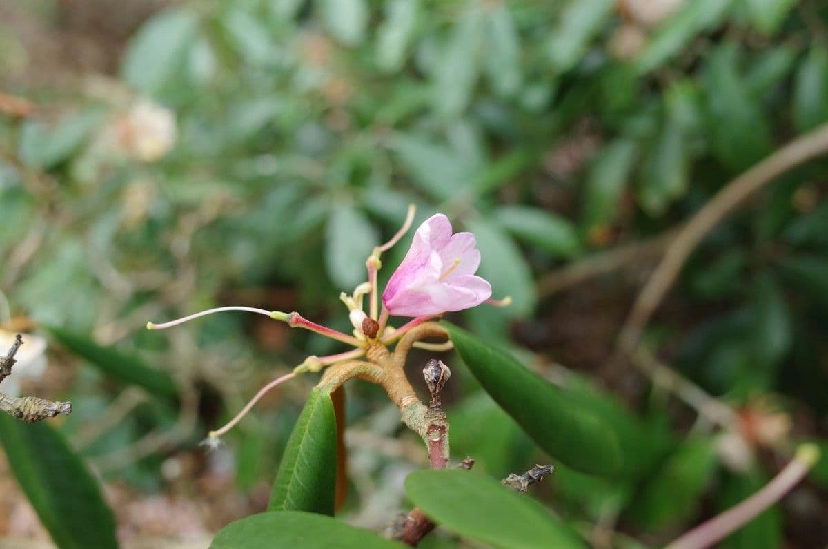 Rododendro 3