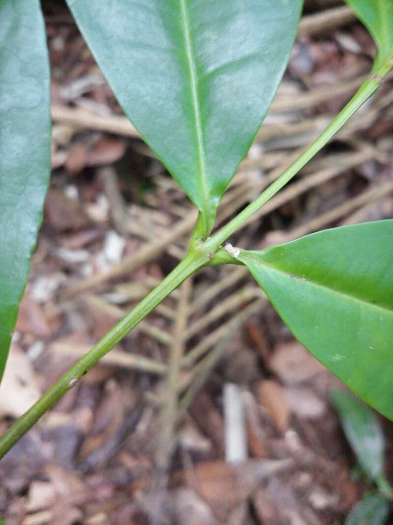 Vochysia 6