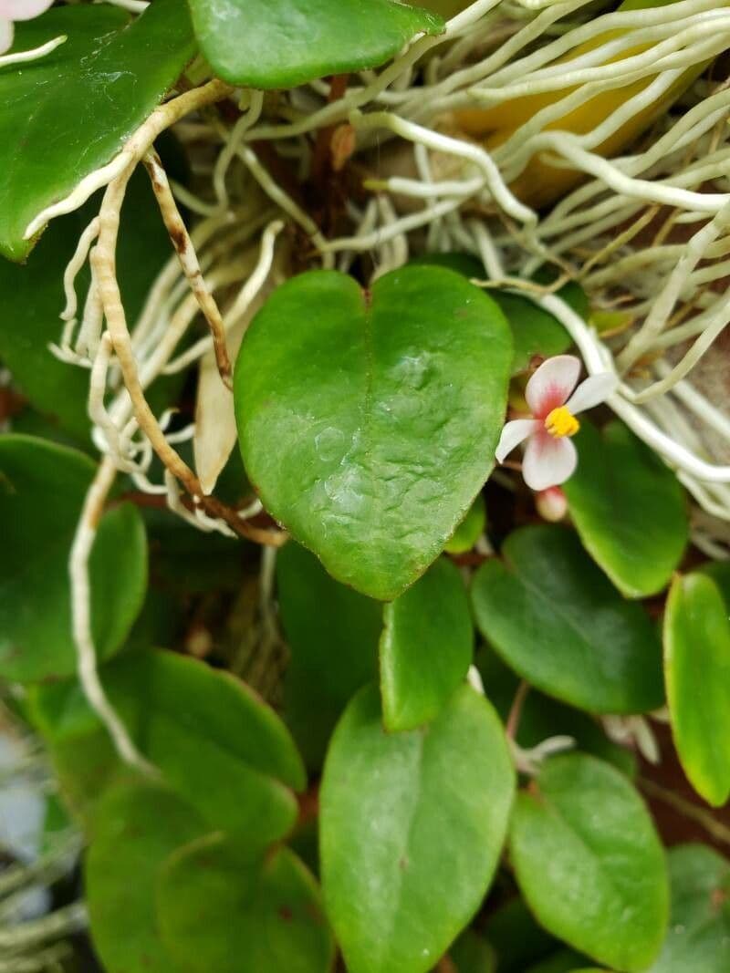 Begonia 5