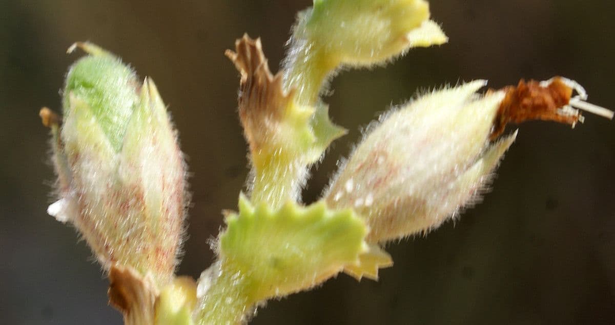 Onide variegata 5