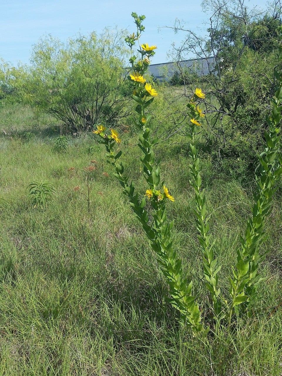 Raues Silphium 7