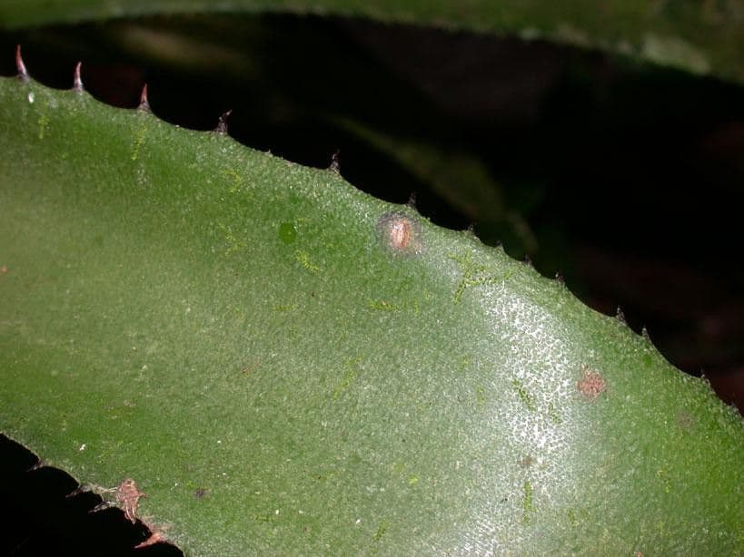 Aechmea 16