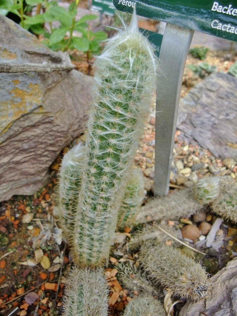Espostoa lanata 14