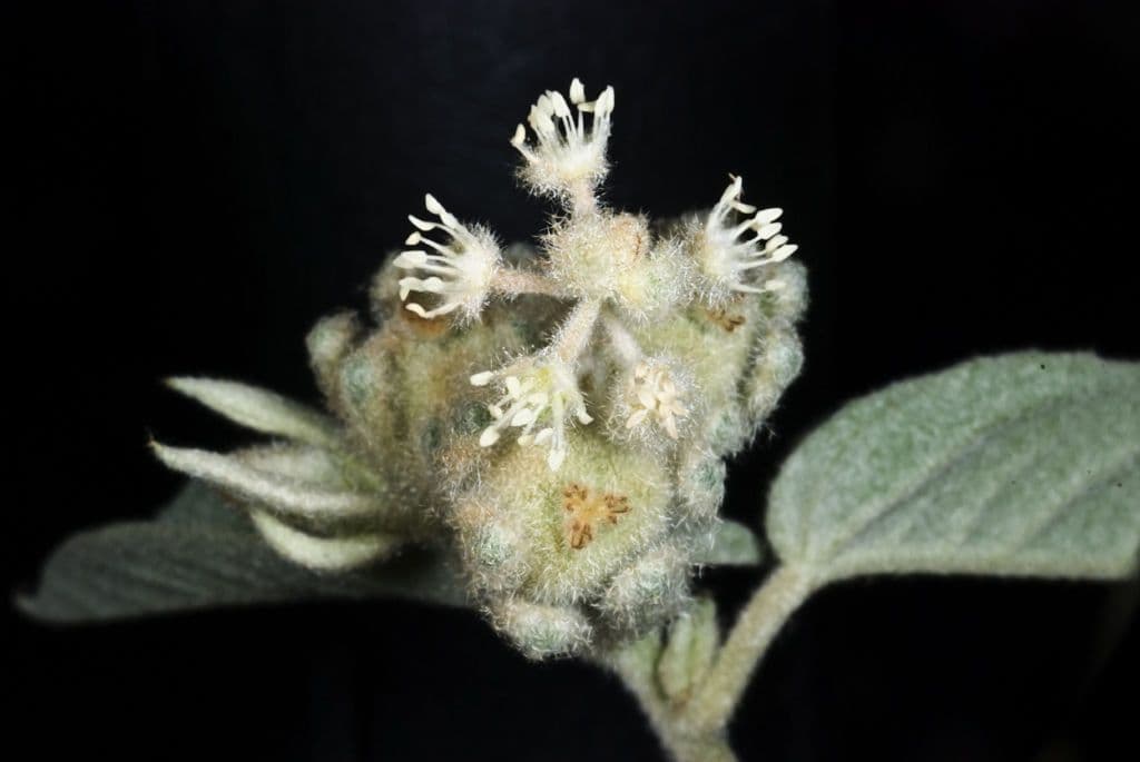 Croton capitatus 2