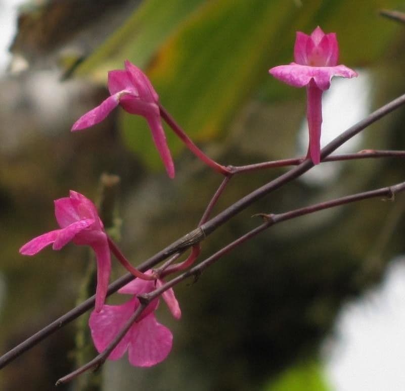 Orquídea caracol 13