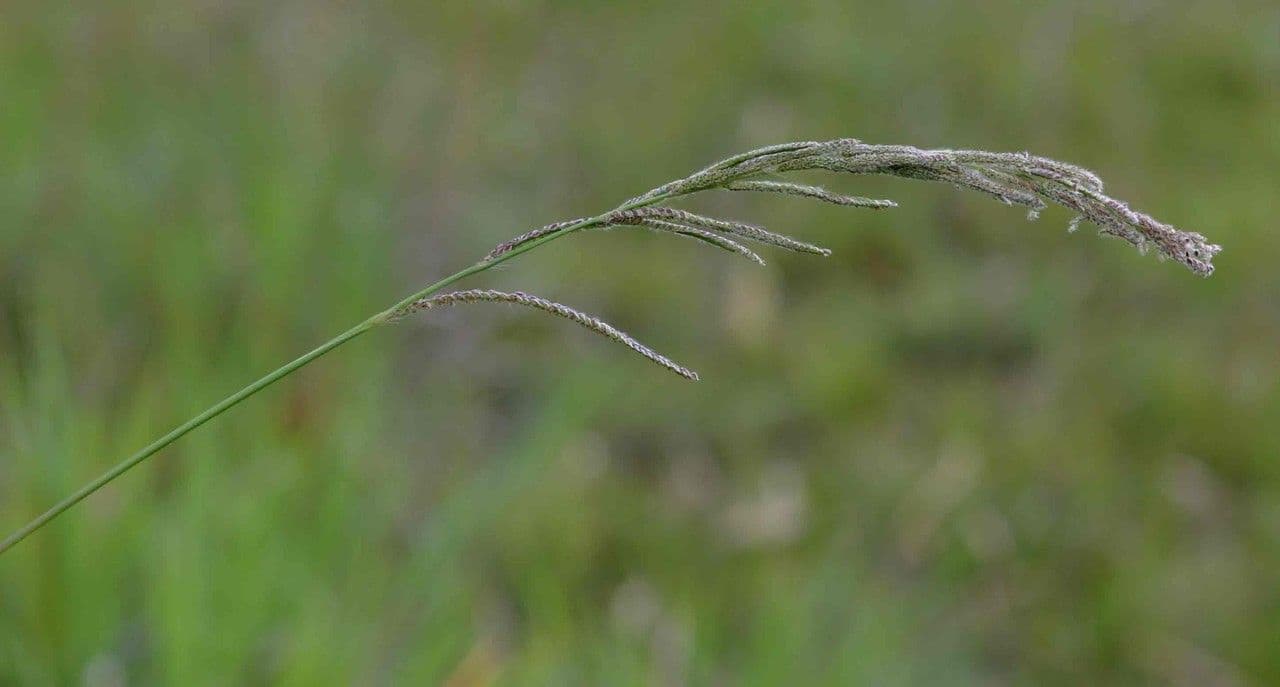 Urville-Paspalum 25