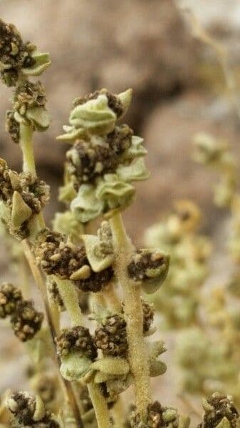 Atriplice imbricata