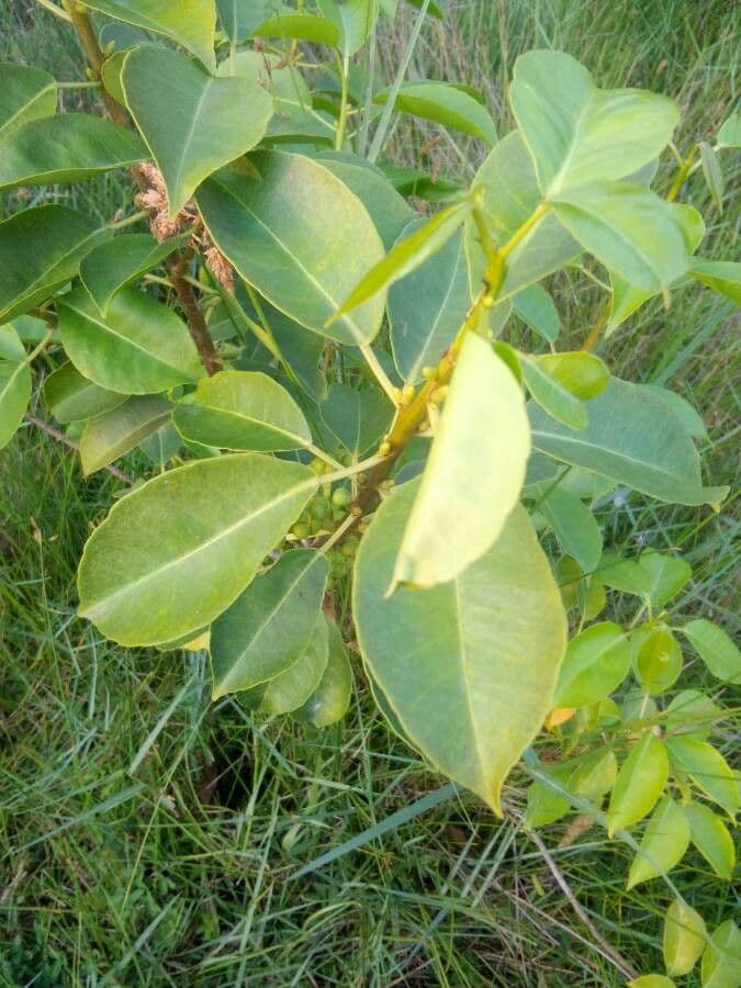 Arbutus menziesii 19