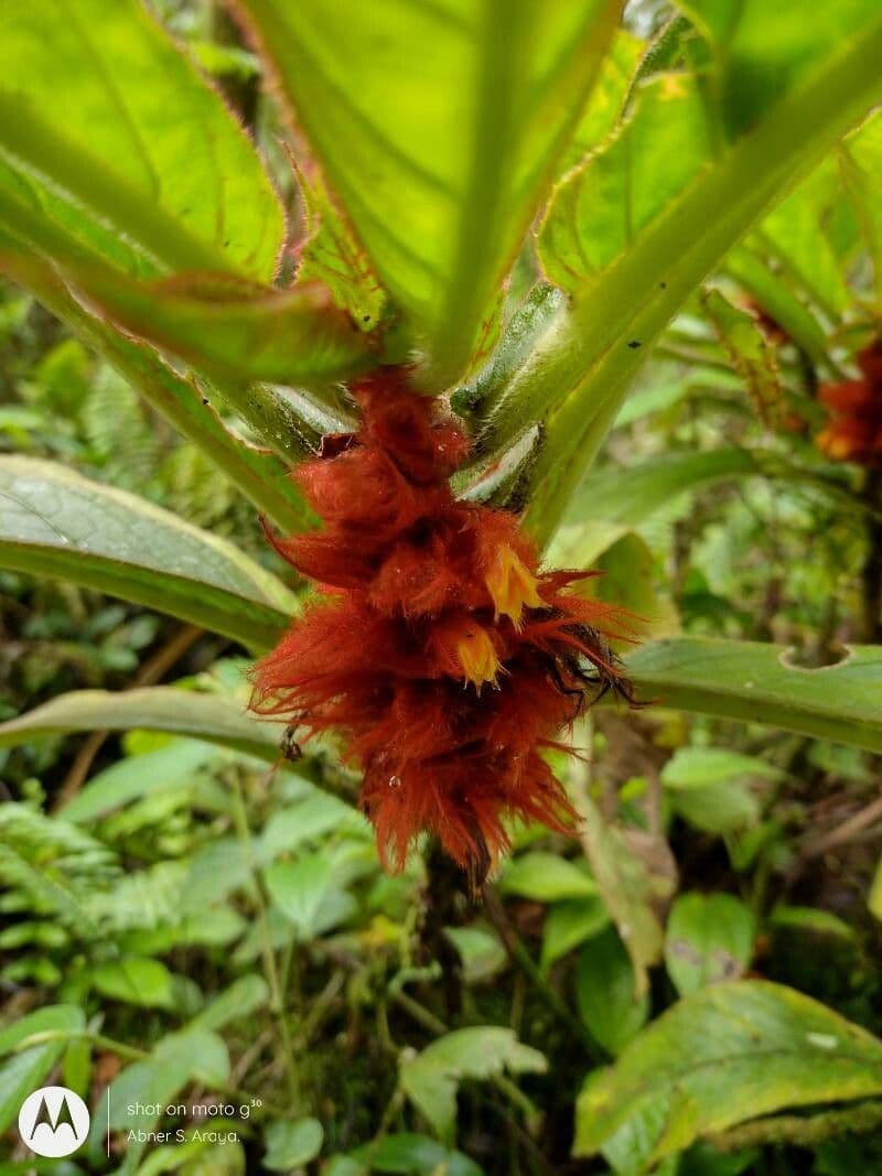 Columnea 7