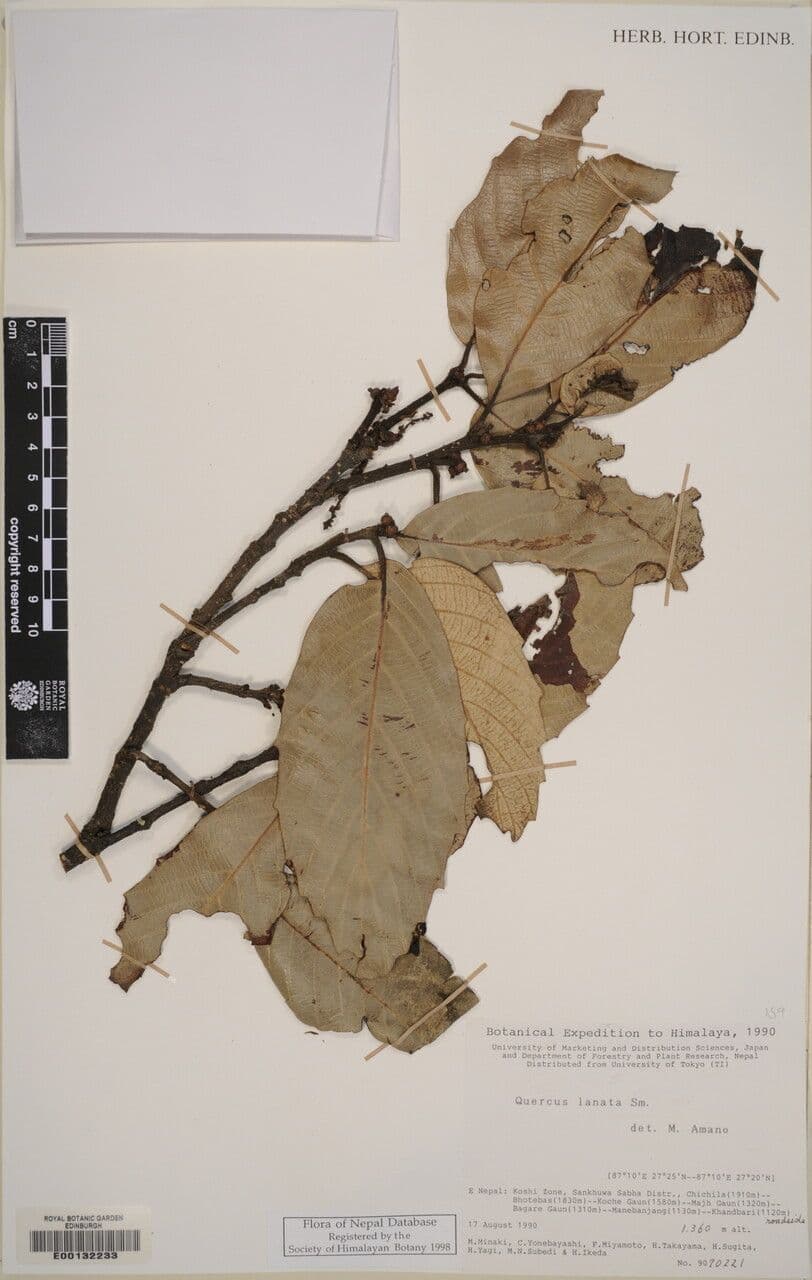 Quercia 4