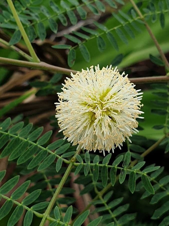 Leucaena 6