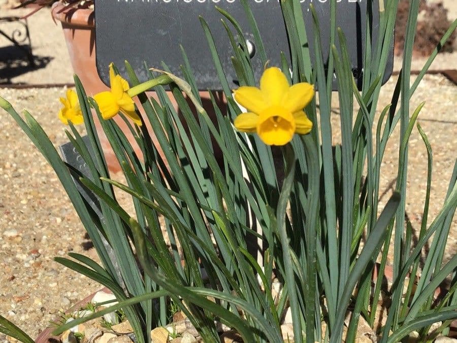 Narciso 7