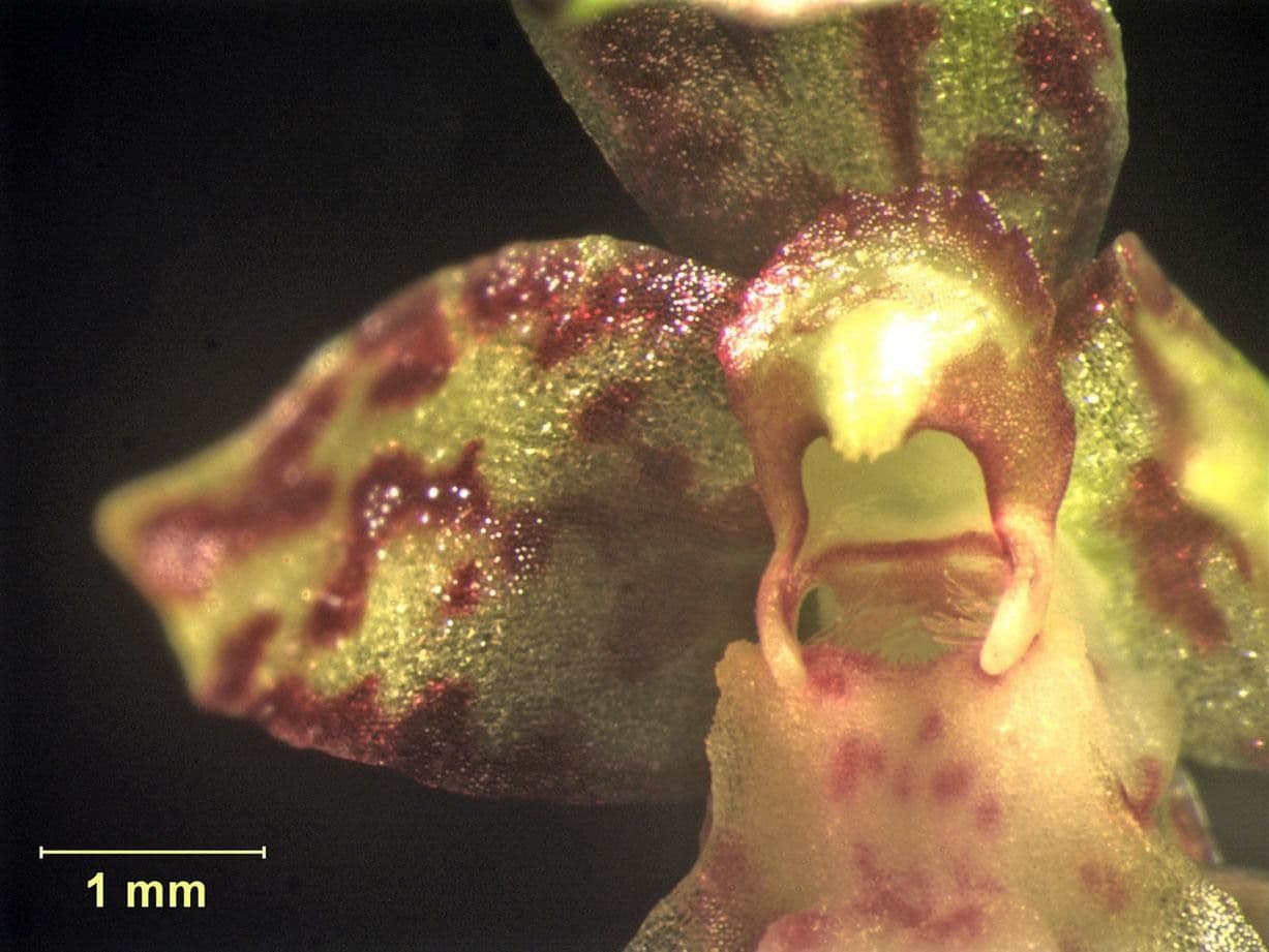 Leochilus 10