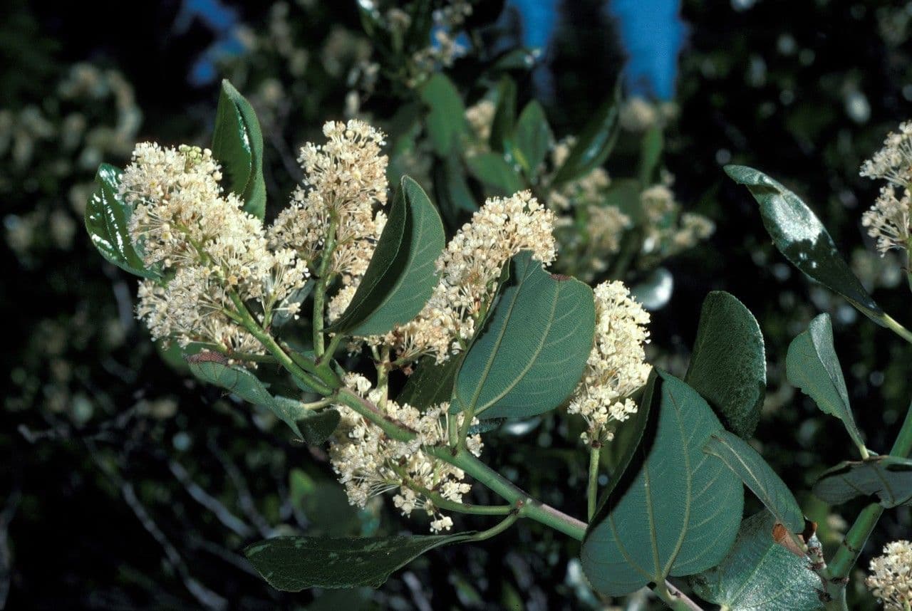 Ceanothus celokrajný