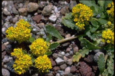 Lepidio giallo 8