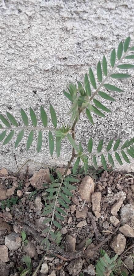 Vesce à petites fleurs 17