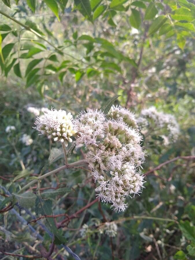 Austroeupatorium 5