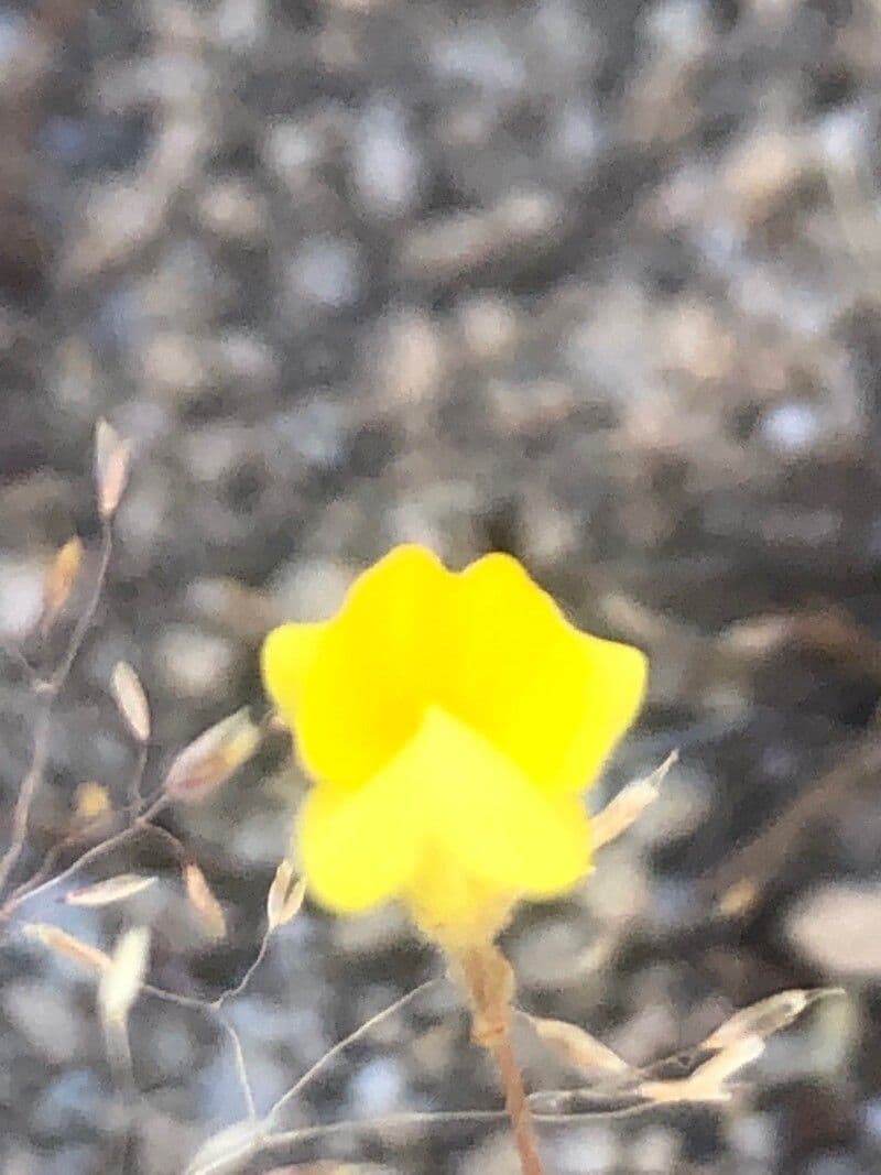 Linaria spartia 2