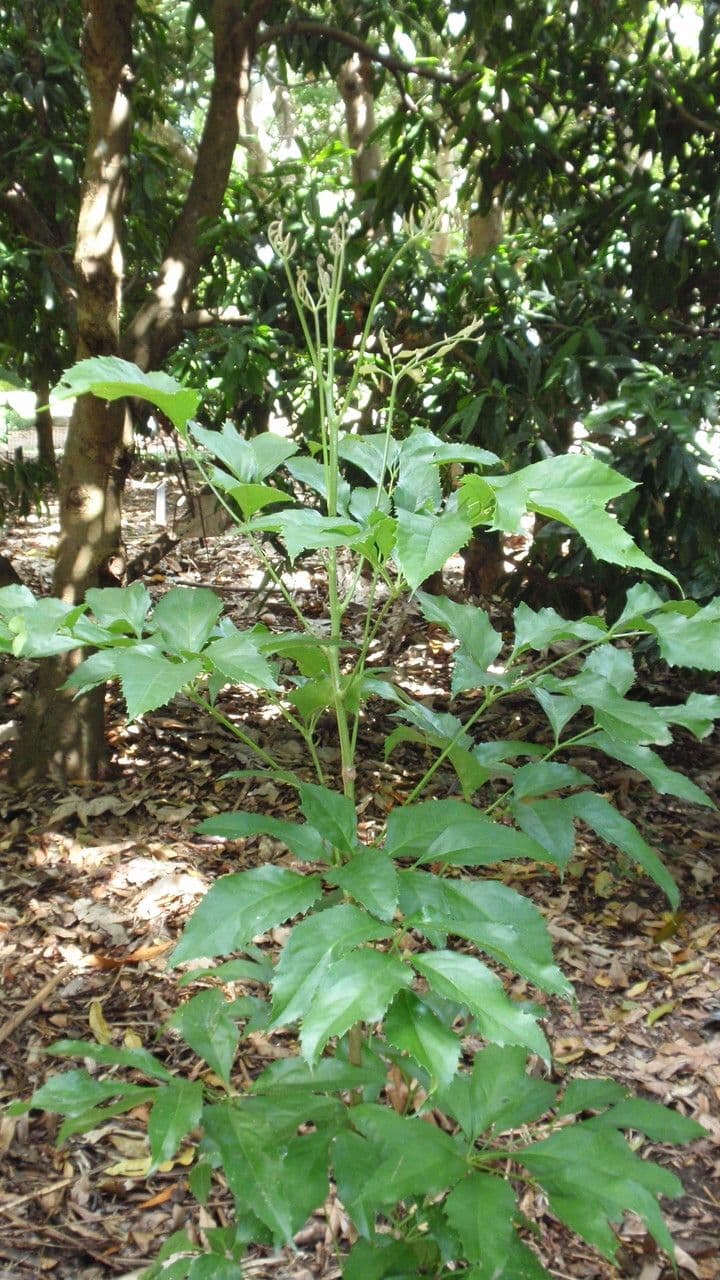 Carnarvonia