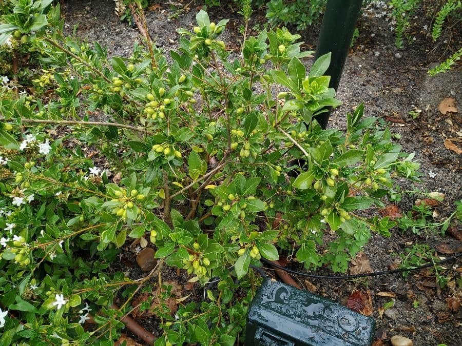 Pitosporum 26