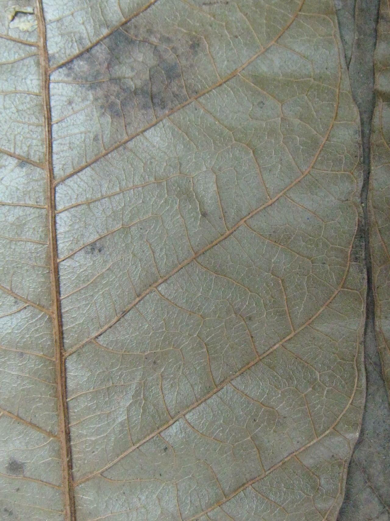 Thyrsodium 7