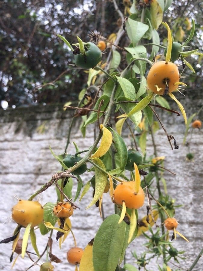 Pereskia 5