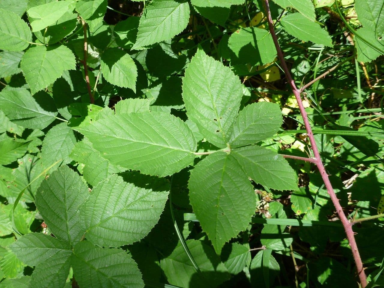 Rovo cuspido