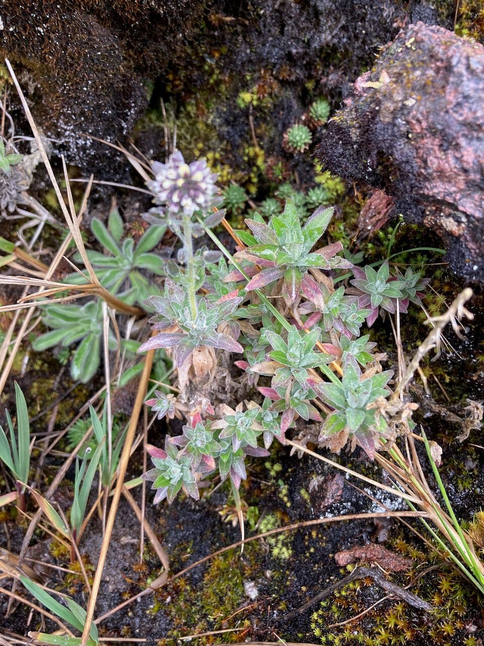 Draba 11