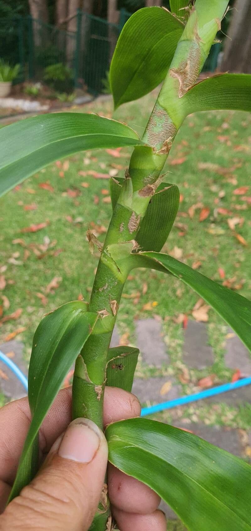 Freycinetia pnąca 4