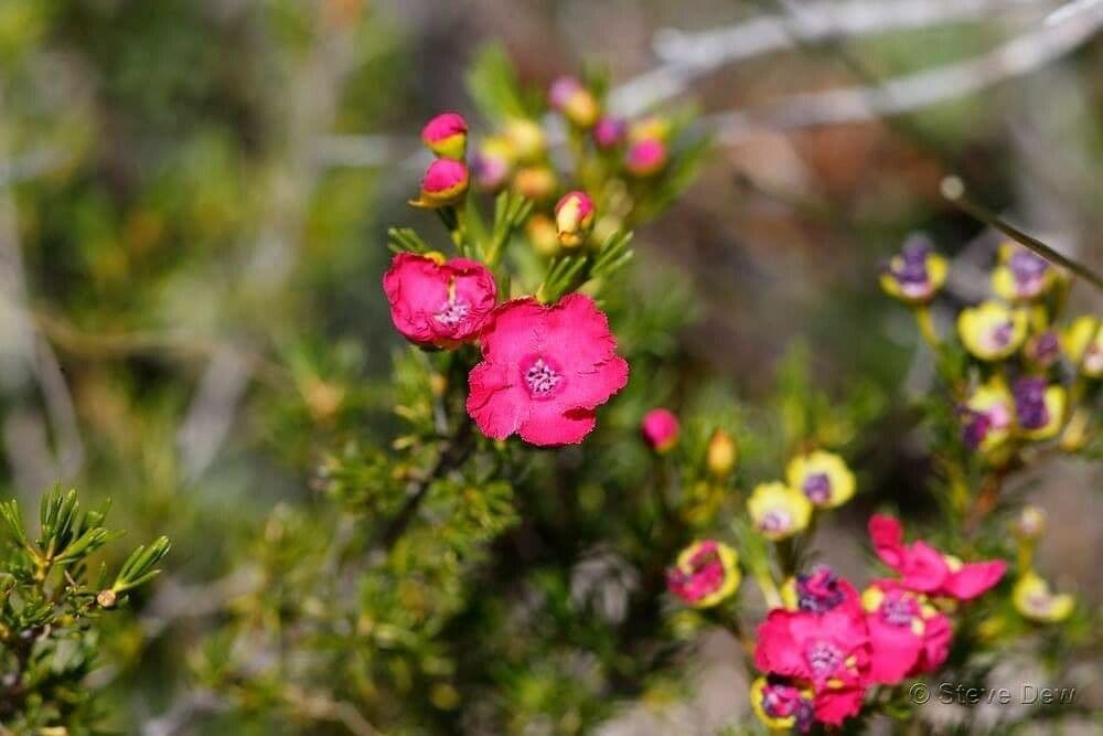 Pileanthus 2