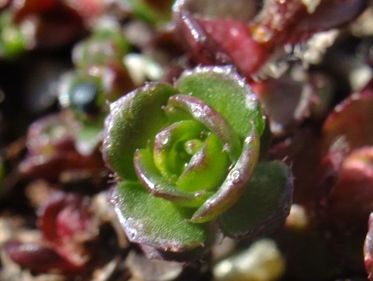 Sassifraga biflora 16