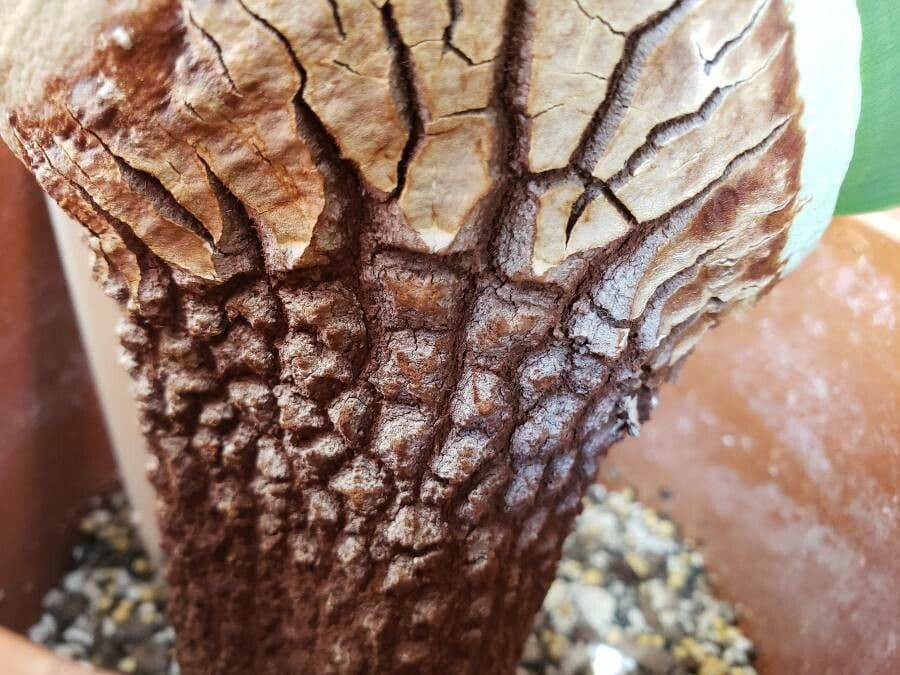 Welwitschia 21