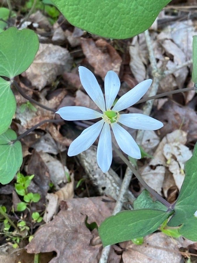 Jeffersonia diphylla 9