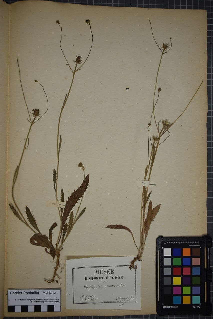 Tolpis 20
